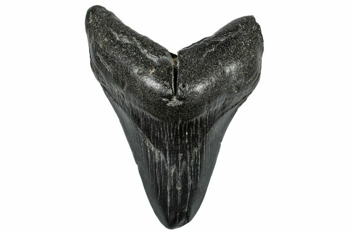 Fossil Megalodon Tooth - South Carolina #297476